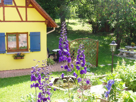 Dephiniums au Gite en Alsace