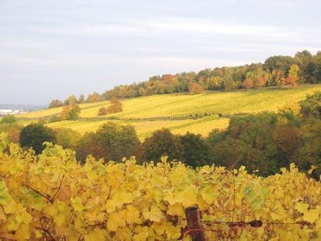 Vignoble de Dorlisheim  l'automne - Photo G.GUYOT - Gite en Alsace